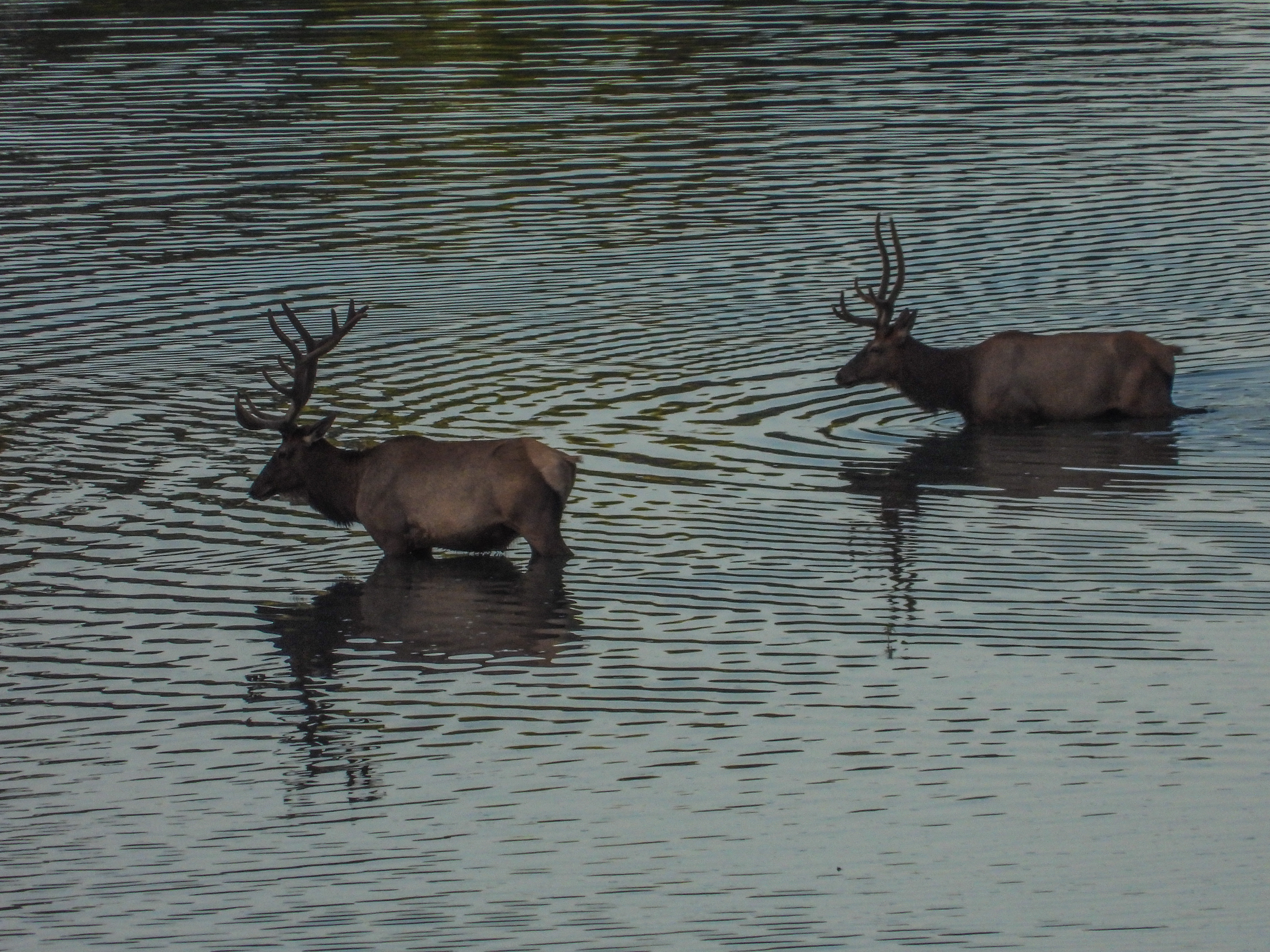 Bull Elk Crossing the River